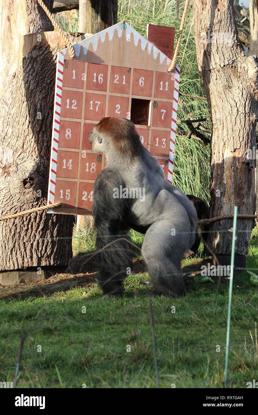 Le avventure di animali allo zoo di Londra il 20 dicembre 2018 Foto Stock