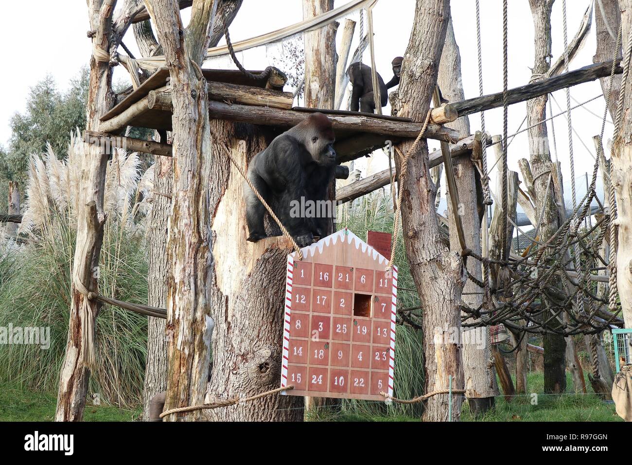 Le avventure di animali allo zoo di Londra il 20 dicembre 2018 Foto Stock