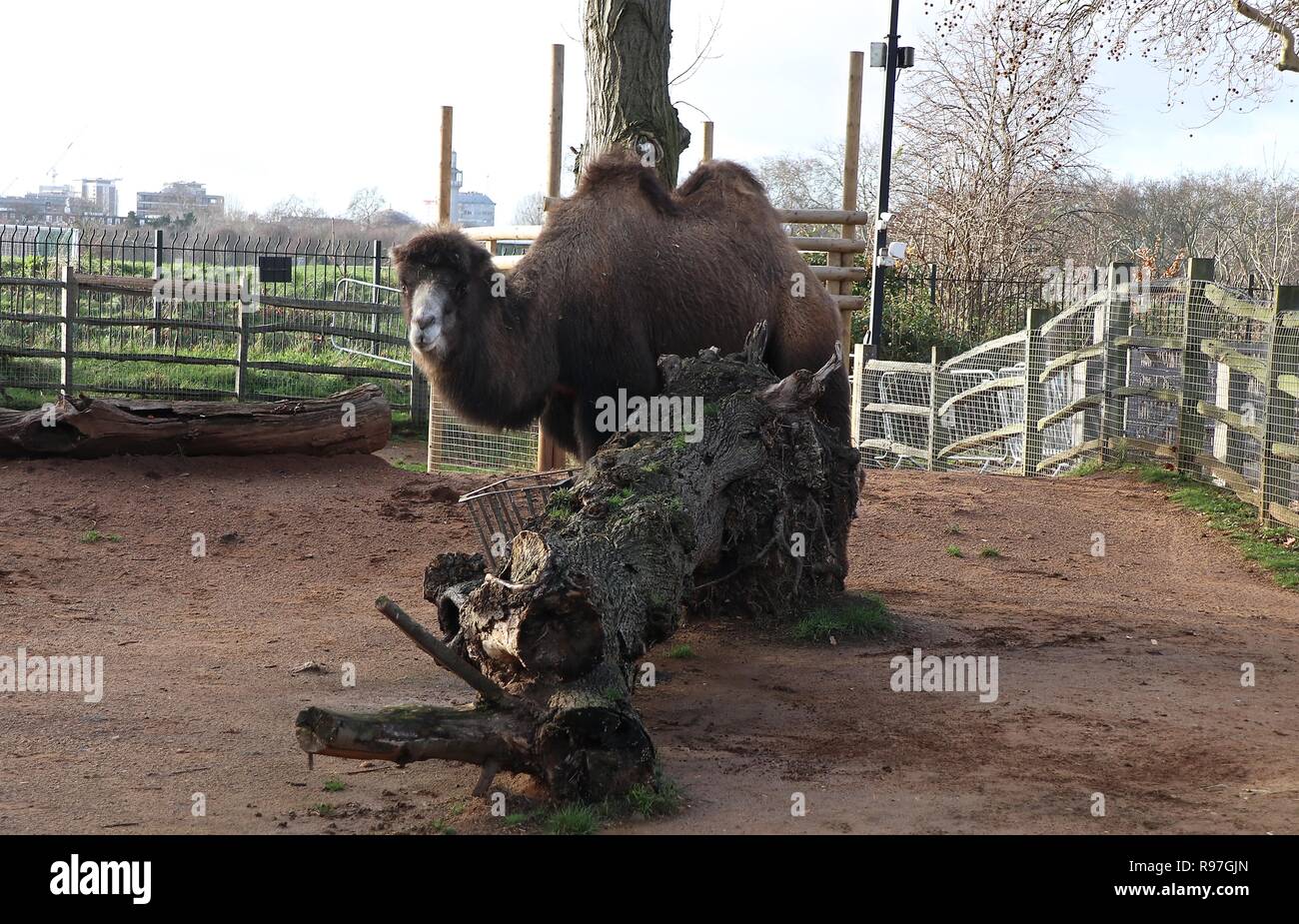 Le avventure di animali allo zoo di Londra il 20 dicembre 2018 Foto Stock