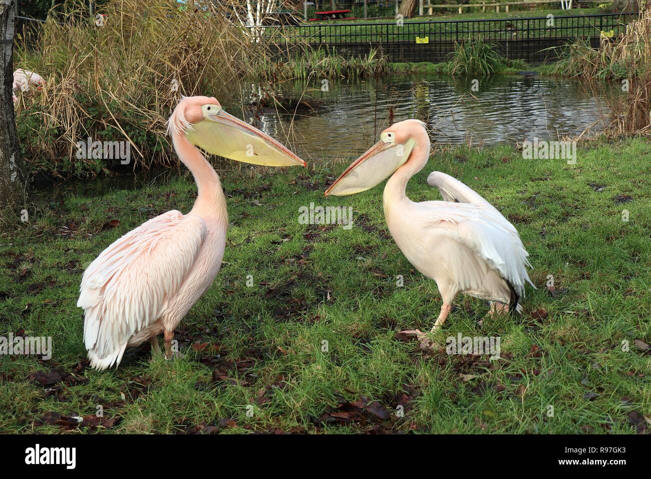 Le avventure di animali allo zoo di Londra il 20 dicembre 2018 Foto Stock