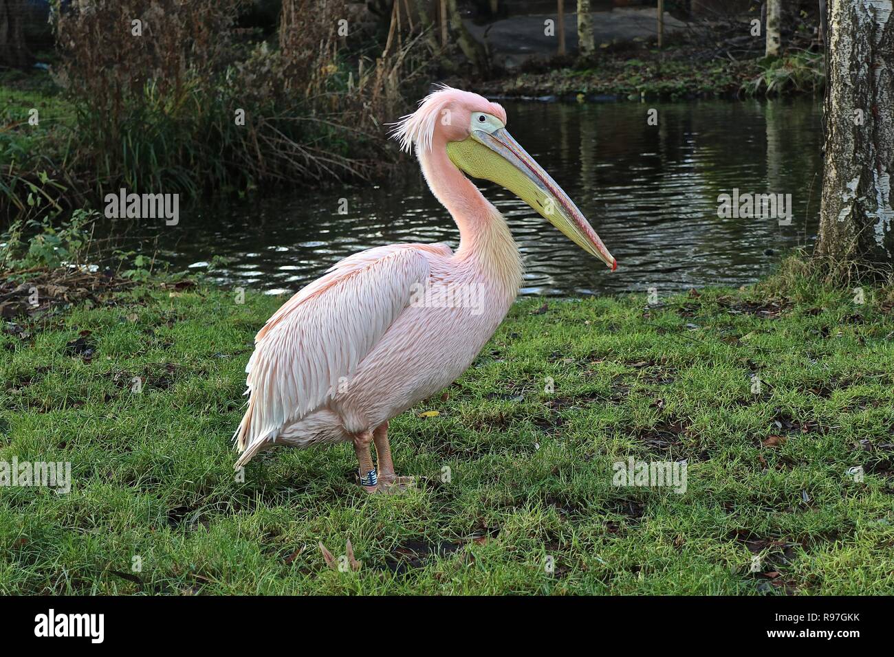 Le avventure di animali allo zoo di Londra il 20 dicembre 2018 Foto Stock