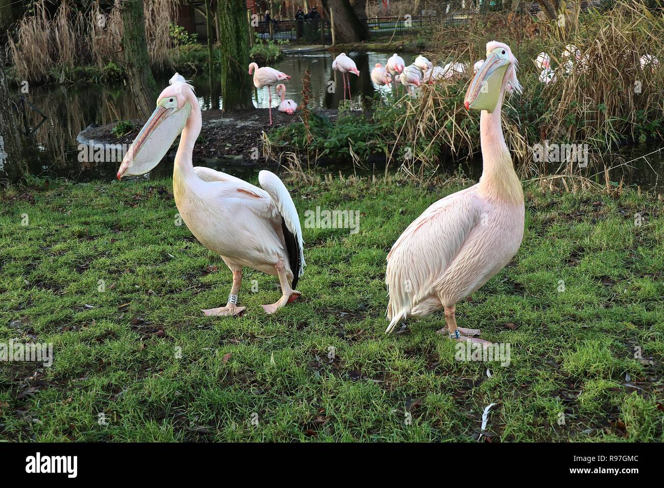 Le avventure di animali allo zoo di Londra il 20 dicembre 2018 Foto Stock