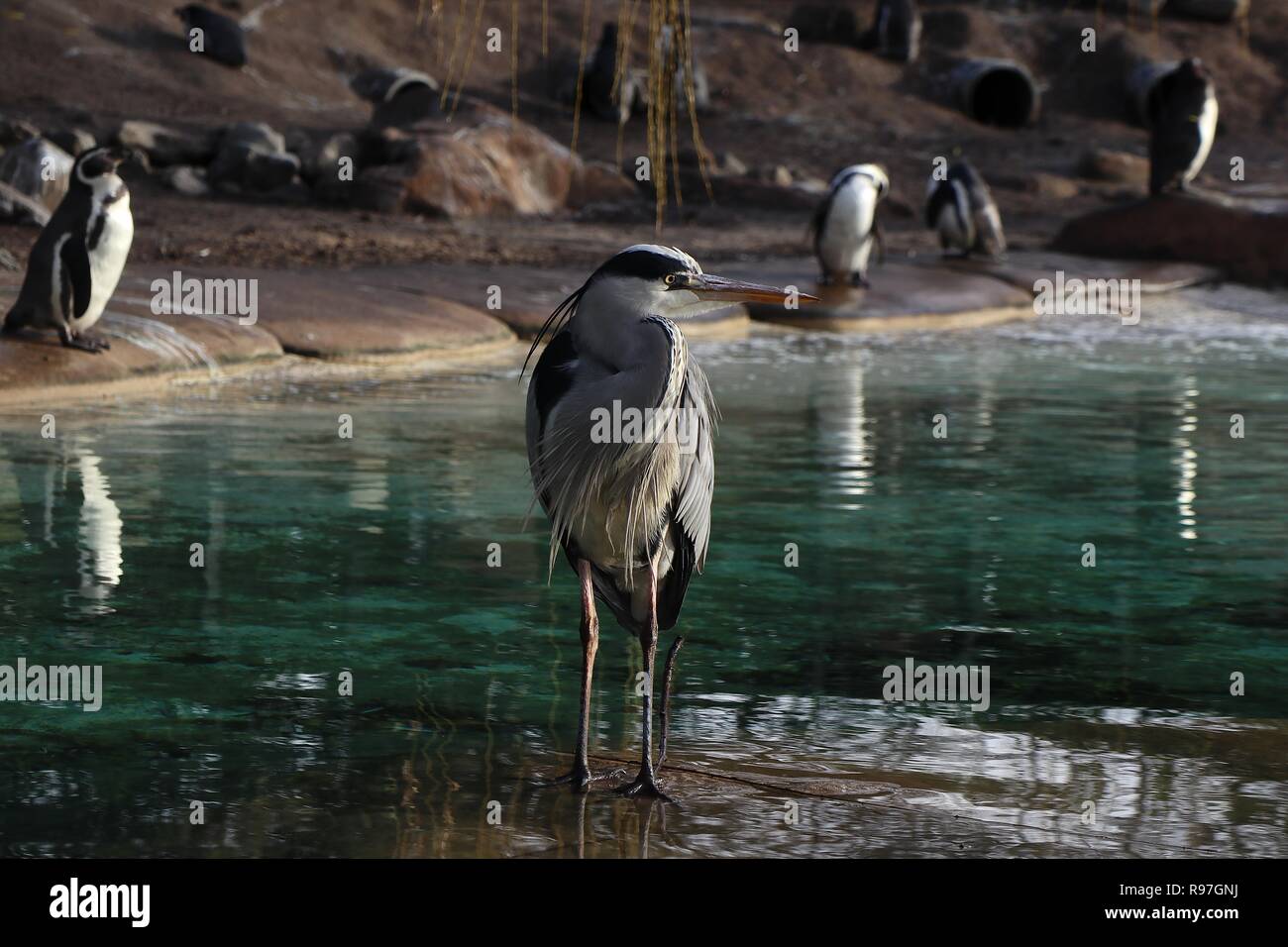 Le avventure di animali allo zoo di Londra il 20 dicembre 2018 Foto Stock