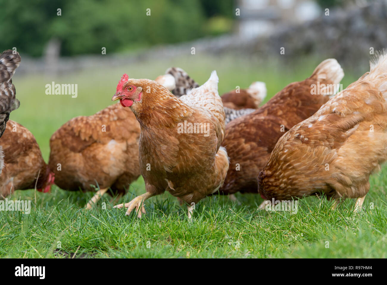 Free range galline rovistando intorno in un campo. North Yorkshire, Regno Unito. Foto Stock