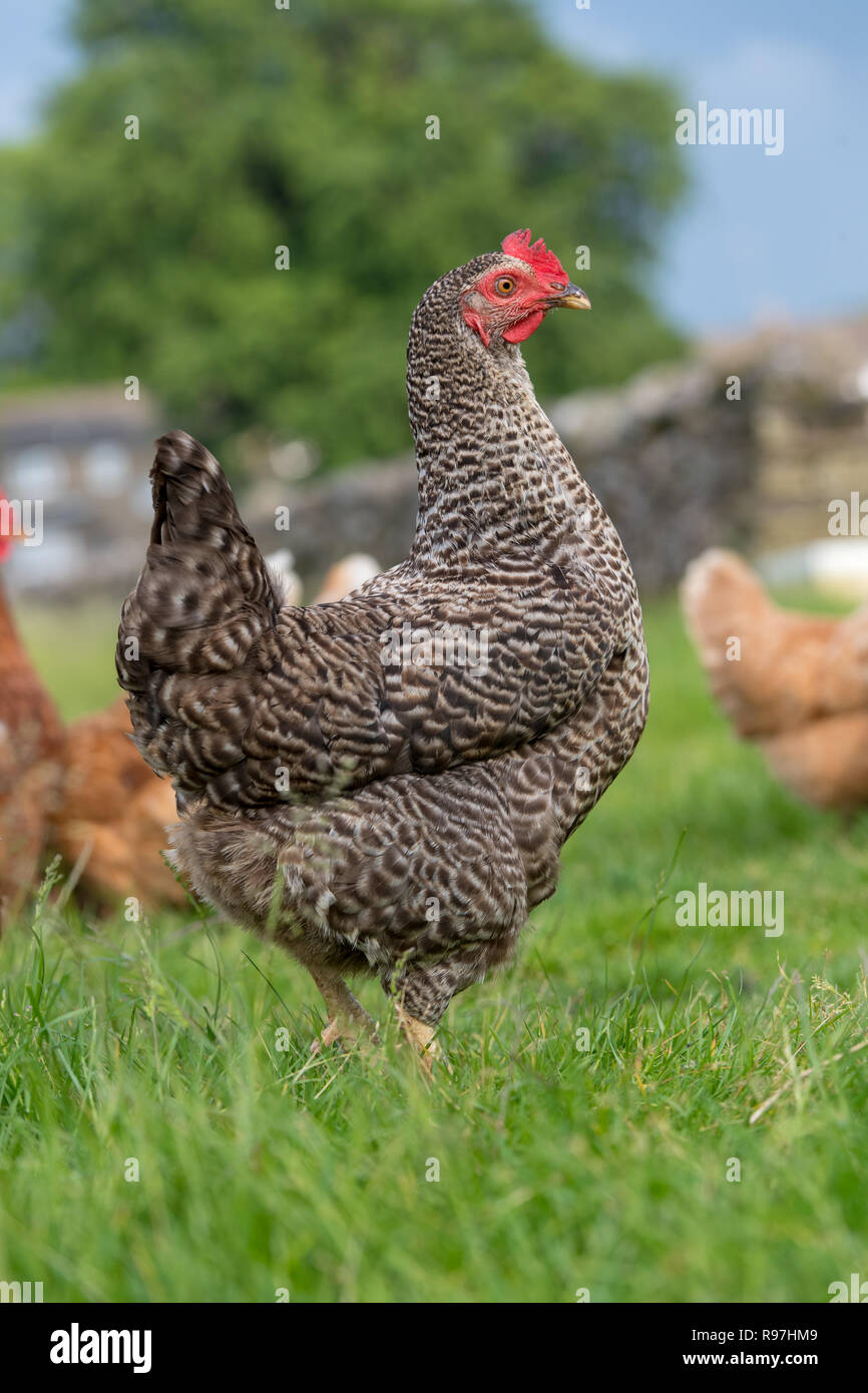 Free range galline rovistando intorno in un campo. North Yorkshire, Regno Unito. Foto Stock