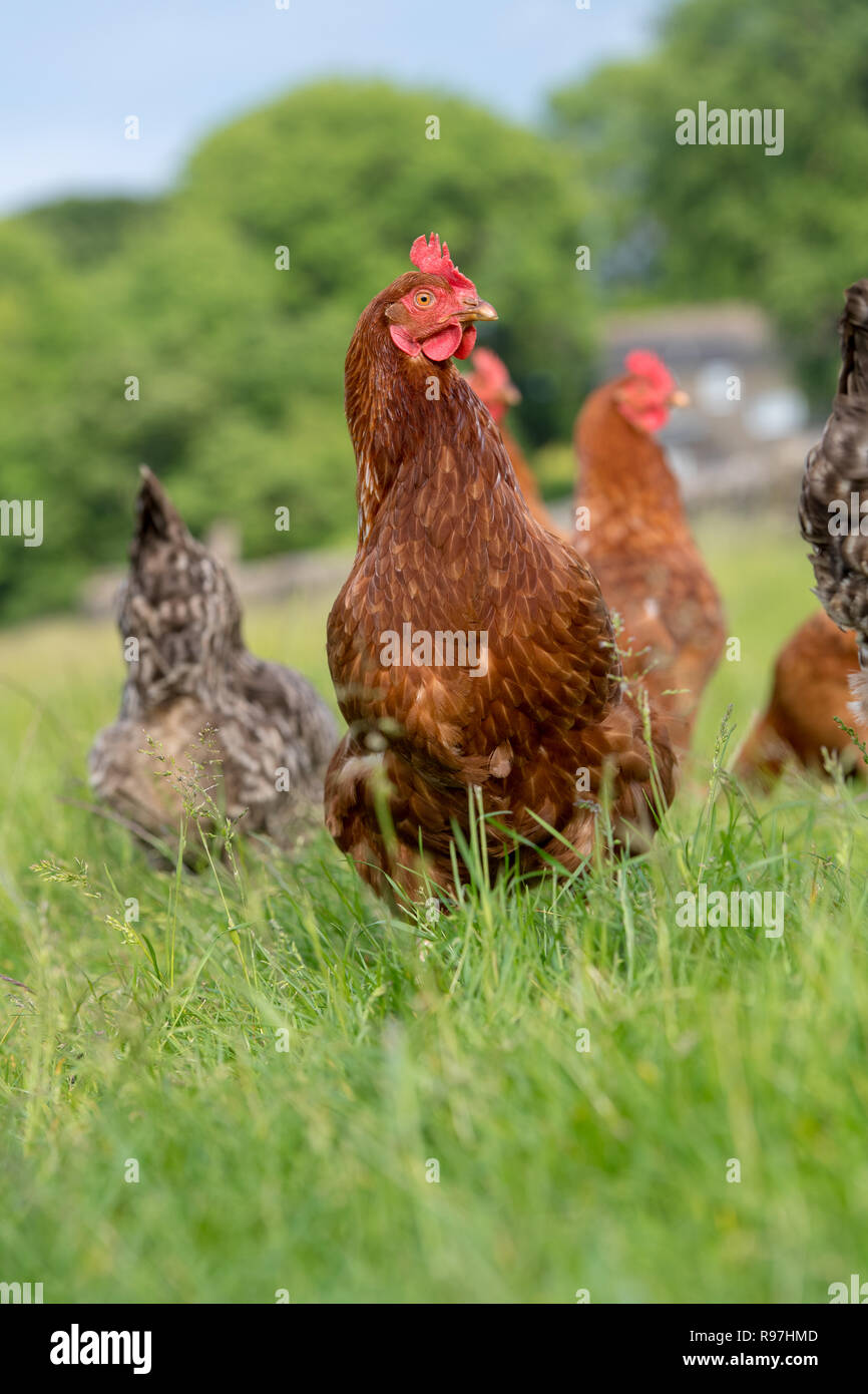 Free range galline rovistando intorno in un campo. North Yorkshire, Regno Unito. Foto Stock