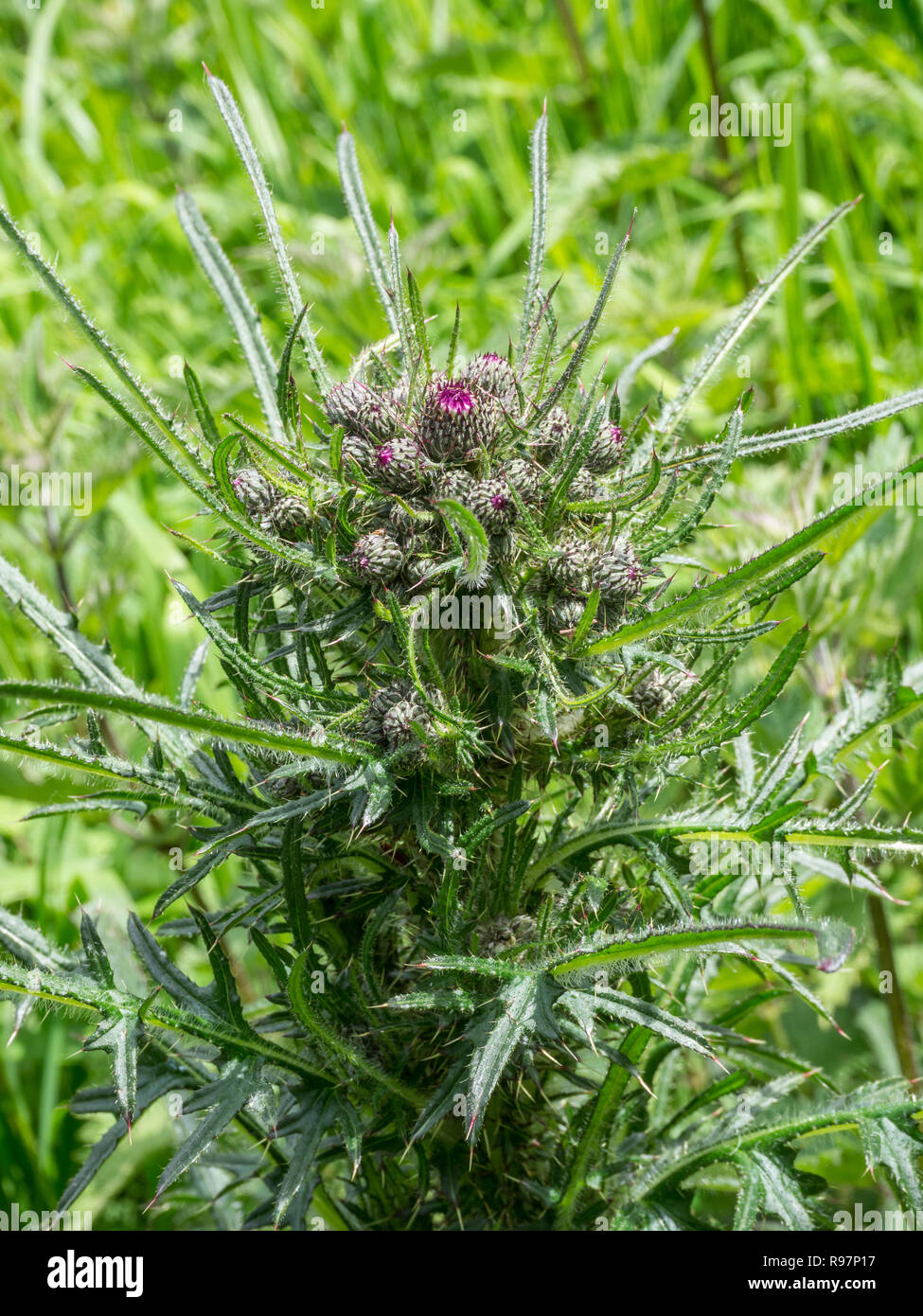 Un fasciated gambo di fiore della comune thistleCirsium vulgare Foto Stock