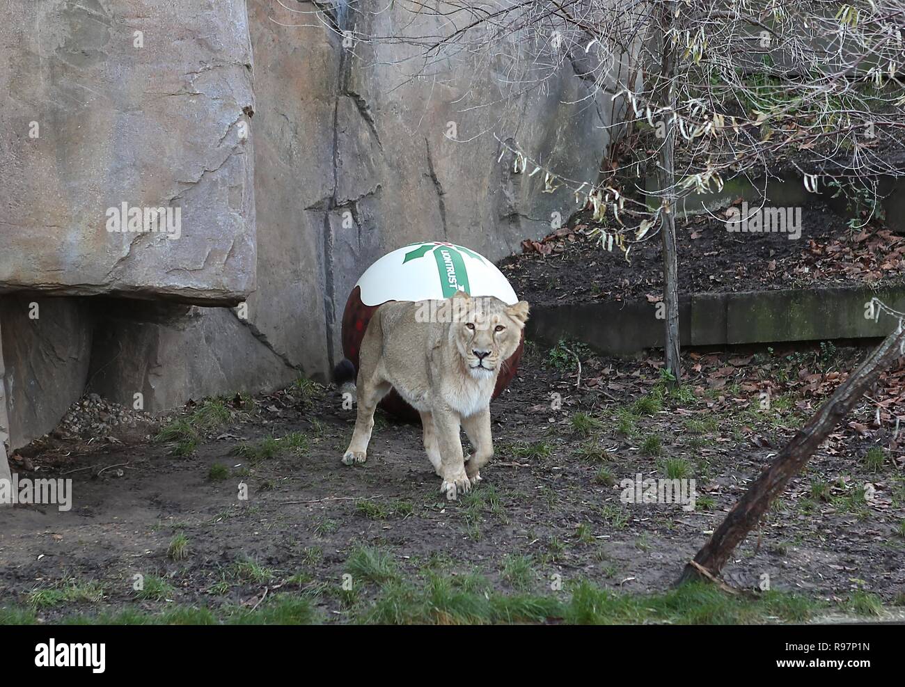 Avvento animale avventure allo Zoo di Londra Foto Stock