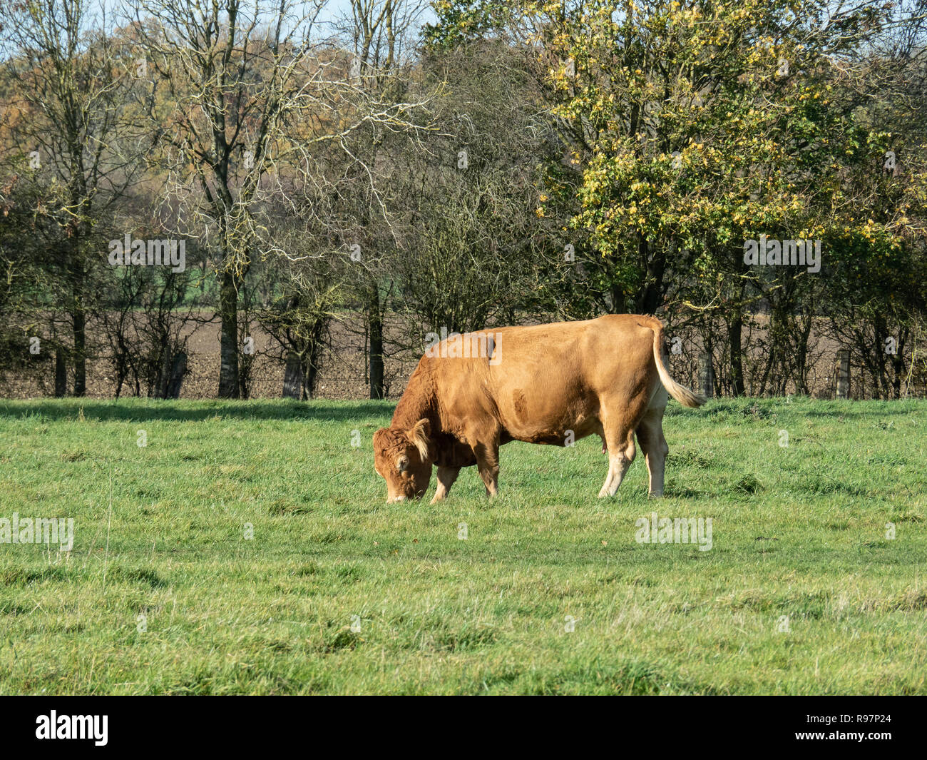 Un singolo limousin pascolo di vacca con una siepe matura in background Foto Stock