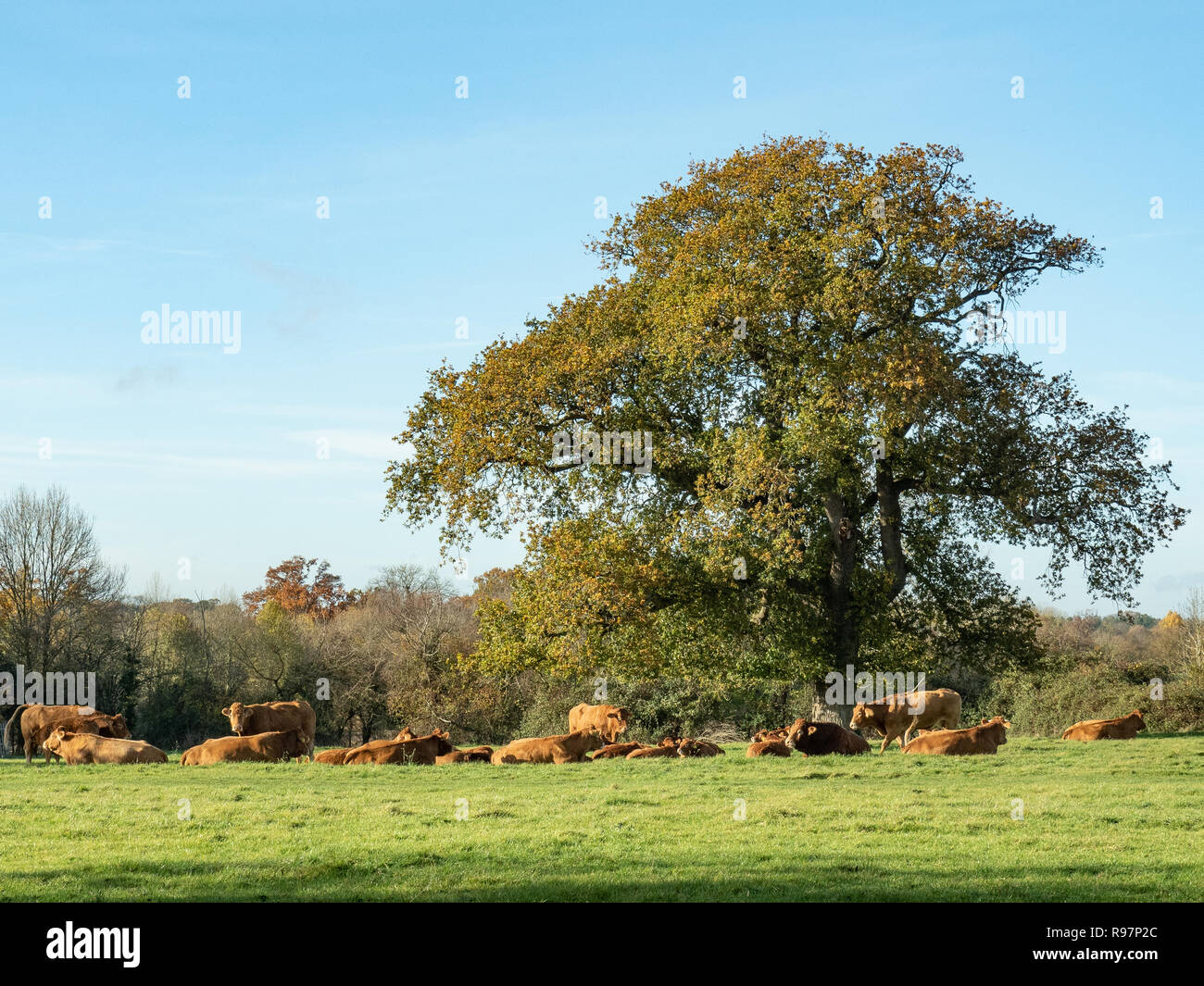 Un tranquillo rurale scena con una mandria di bovini in Limousin a riposo sotto un albero di quercia Foto Stock