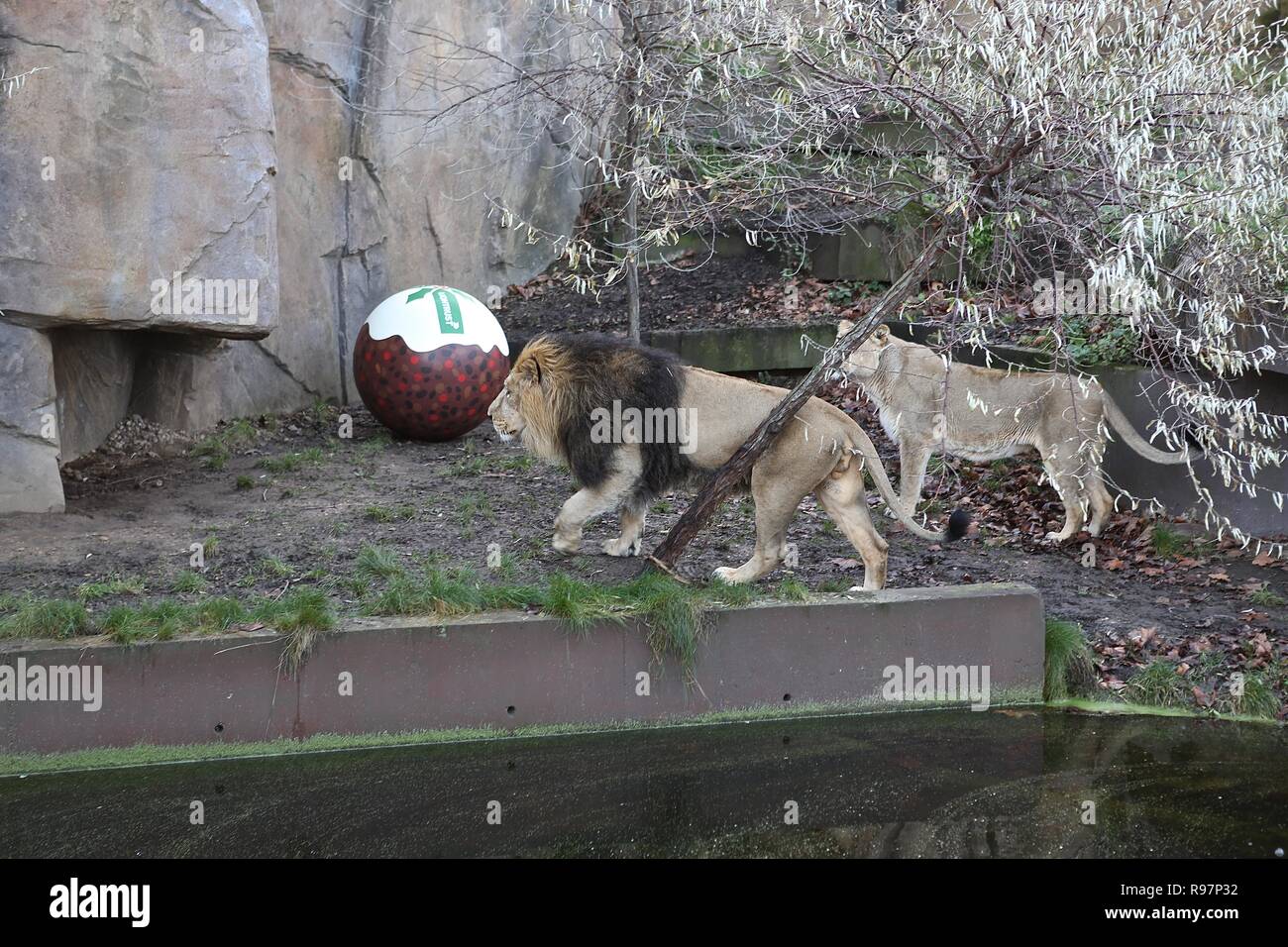 Avvento animale avventure allo Zoo di Londra Foto Stock