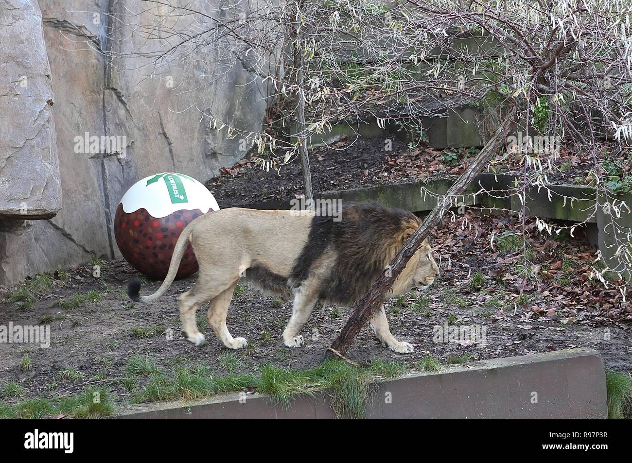 Avvento animale avventure allo Zoo di Londra Foto Stock