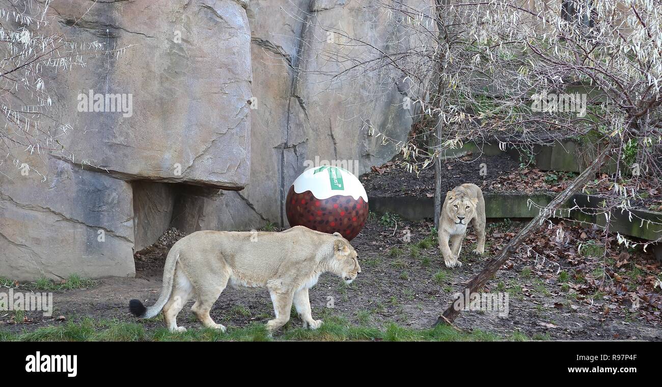 Avvento animale avventure allo Zoo di Londra Foto Stock