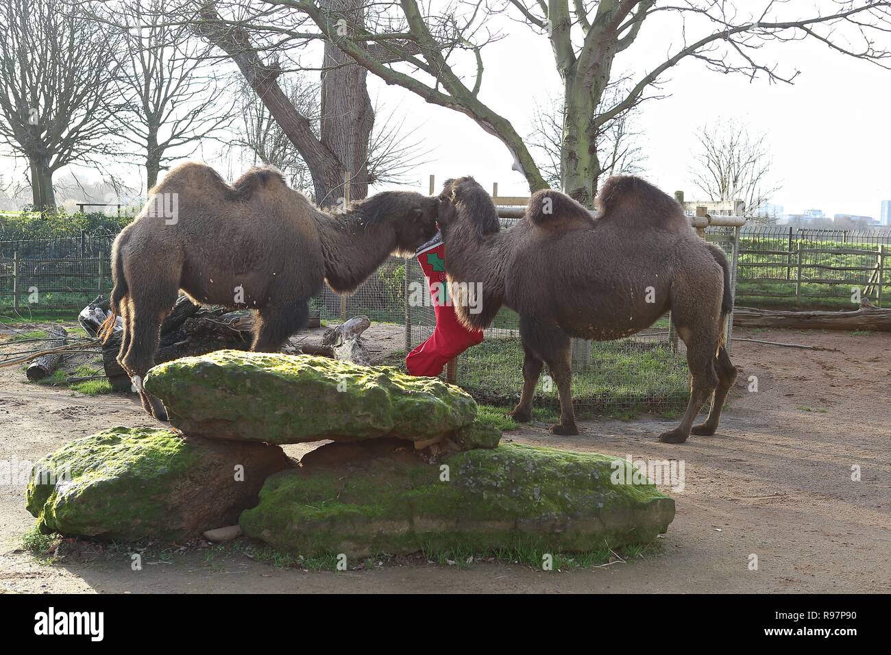 Avvento animale avventure allo Zoo di Londra Foto Stock