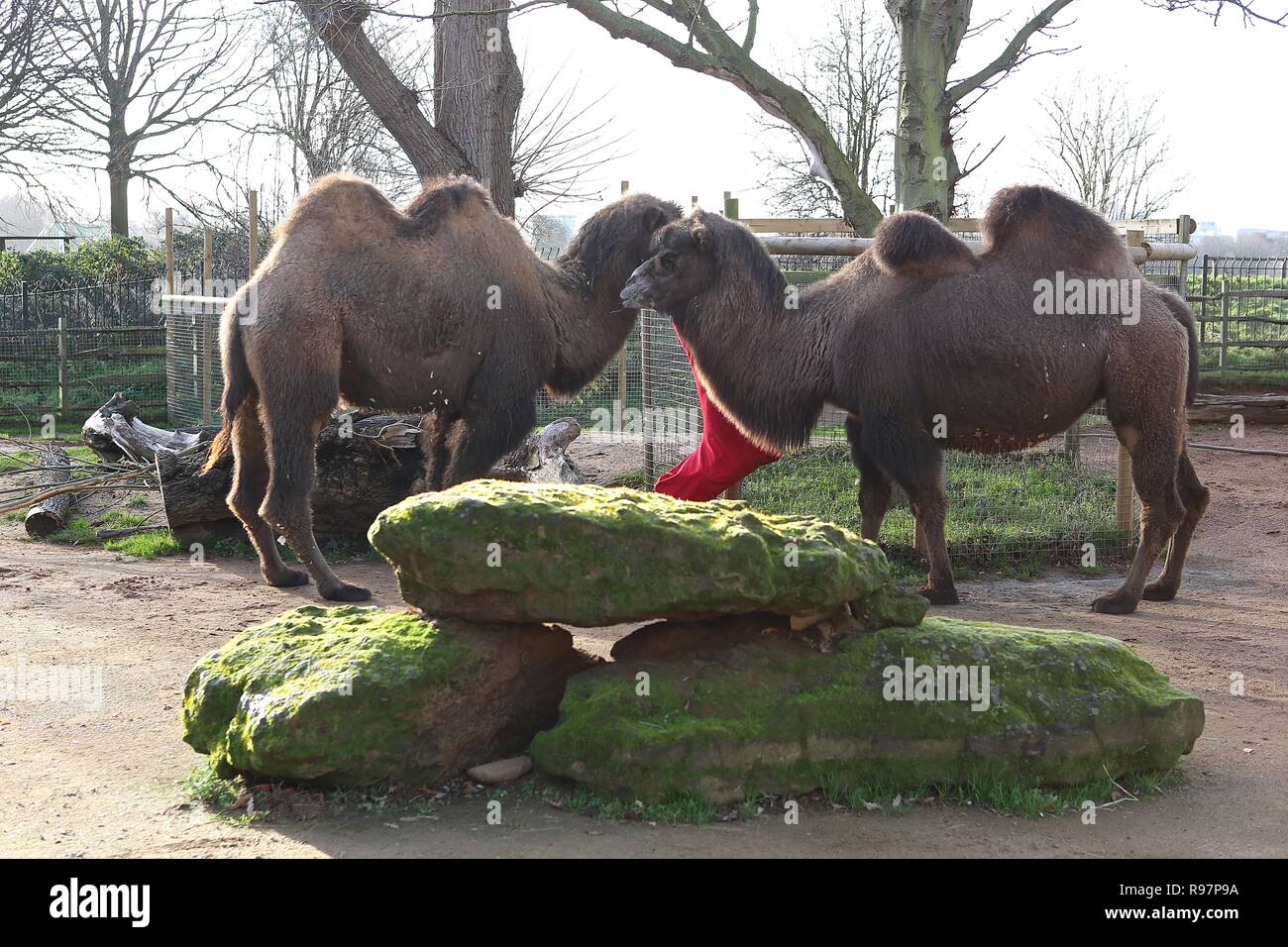 Avvento animale avventure allo Zoo di Londra Foto Stock