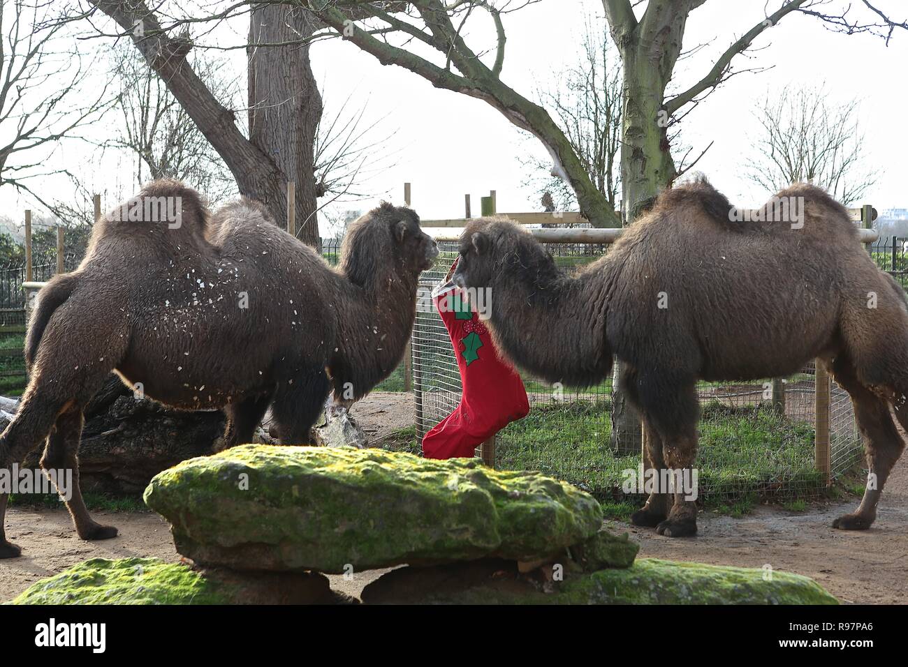 Avvento animale avventure allo Zoo di Londra Foto Stock