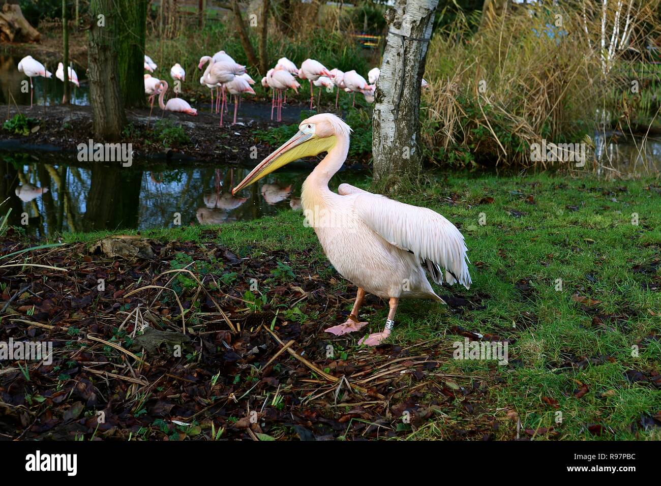 Avvento animale avventure allo Zoo di Londra Foto Stock