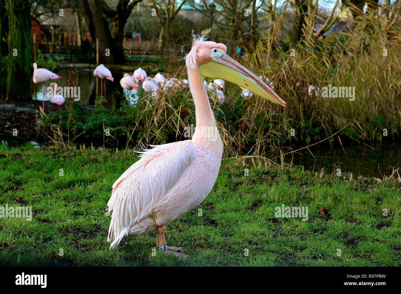 Avvento animale avventure allo Zoo di Londra Foto Stock