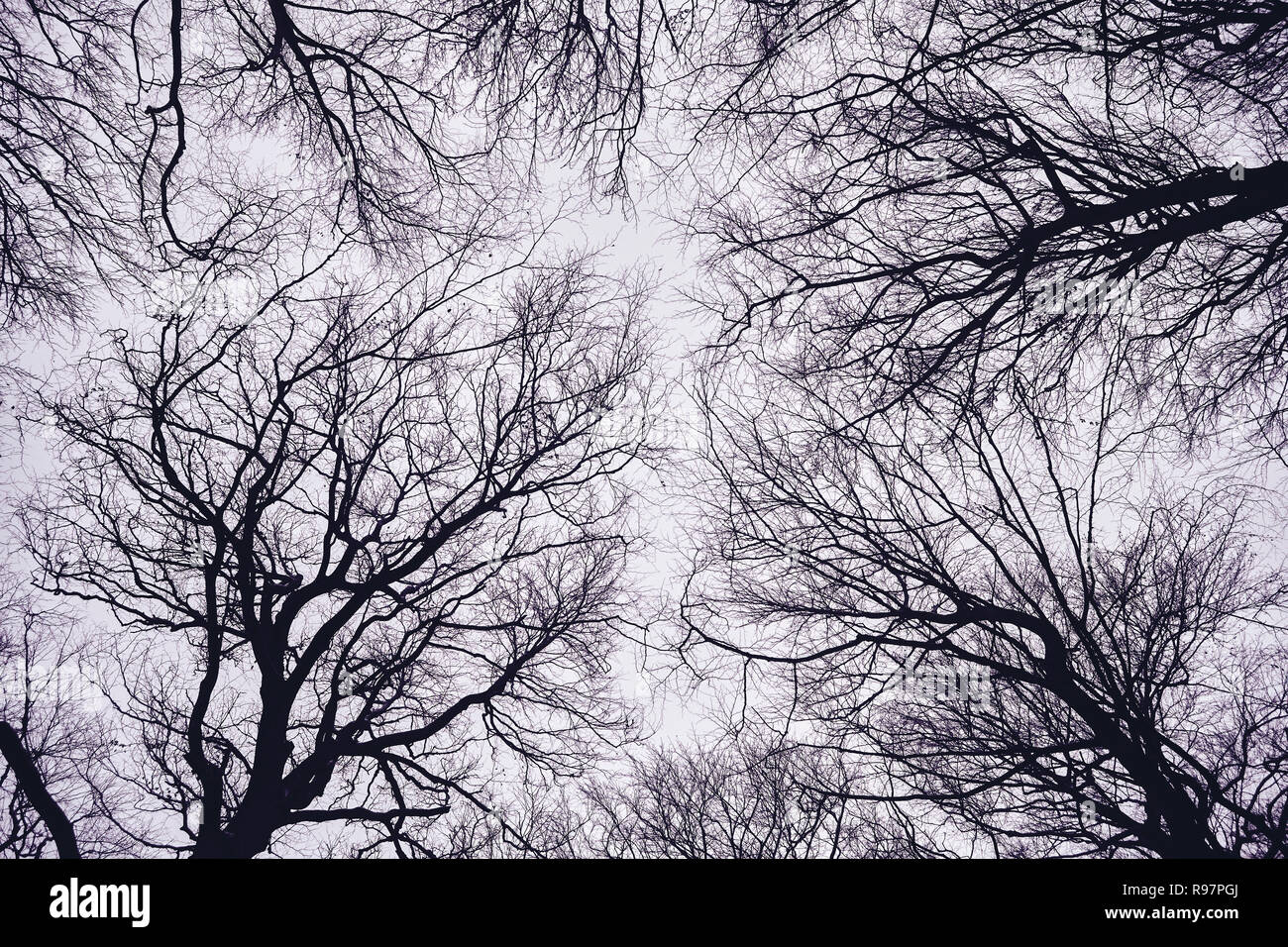 Cerca fino a rami di alberi sagome, sfondo naturale, tonificazione del colore applicato. Foto Stock
