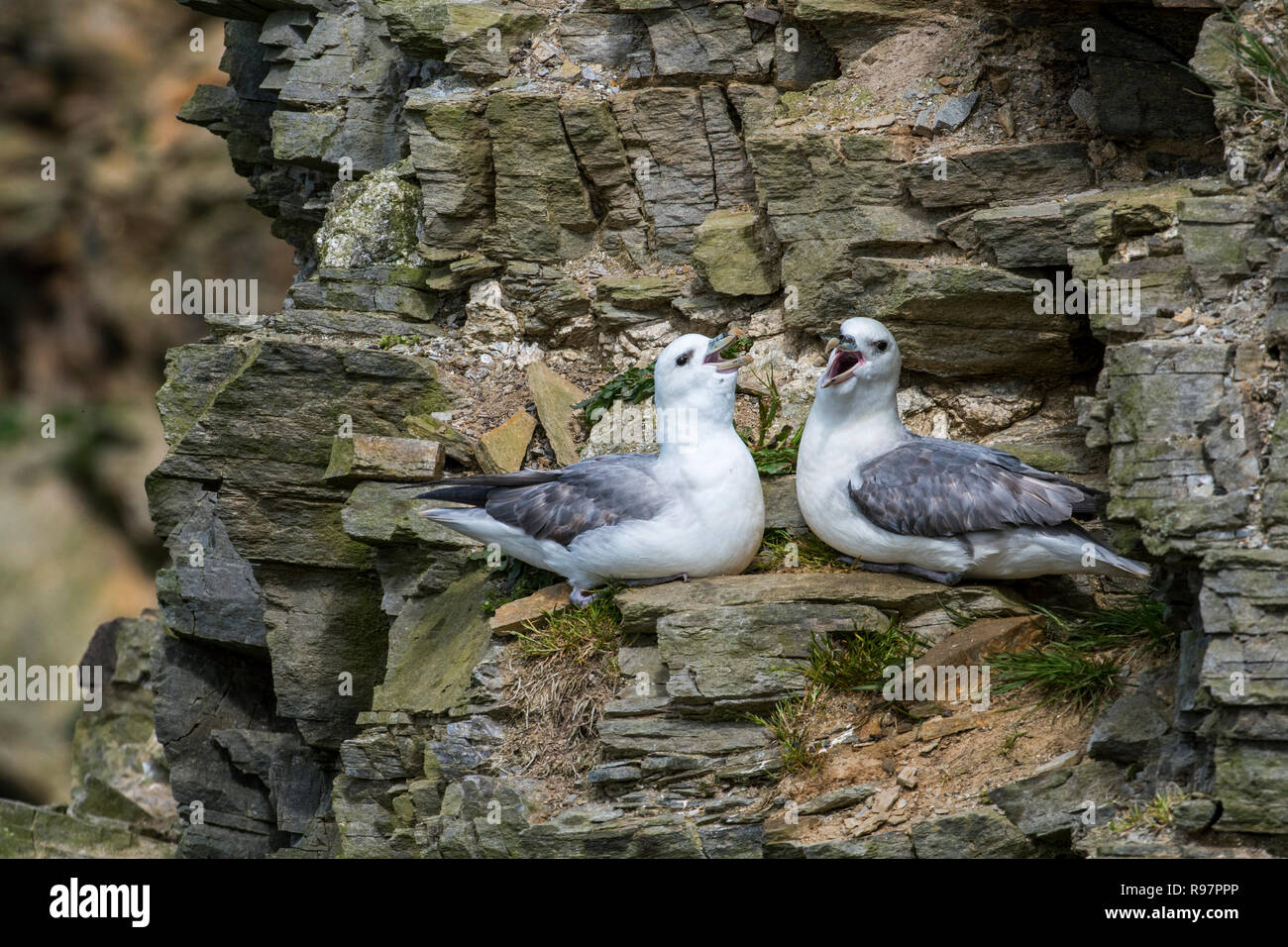 Northern fulmars / Artico fulmar coppia (Fulmarus glacialis) nidificazione sulla sporgenza di roccia in roccia a colonia di pinguini a Hermaness, Unst, Shetland, Scotland, Regno Unito Foto Stock