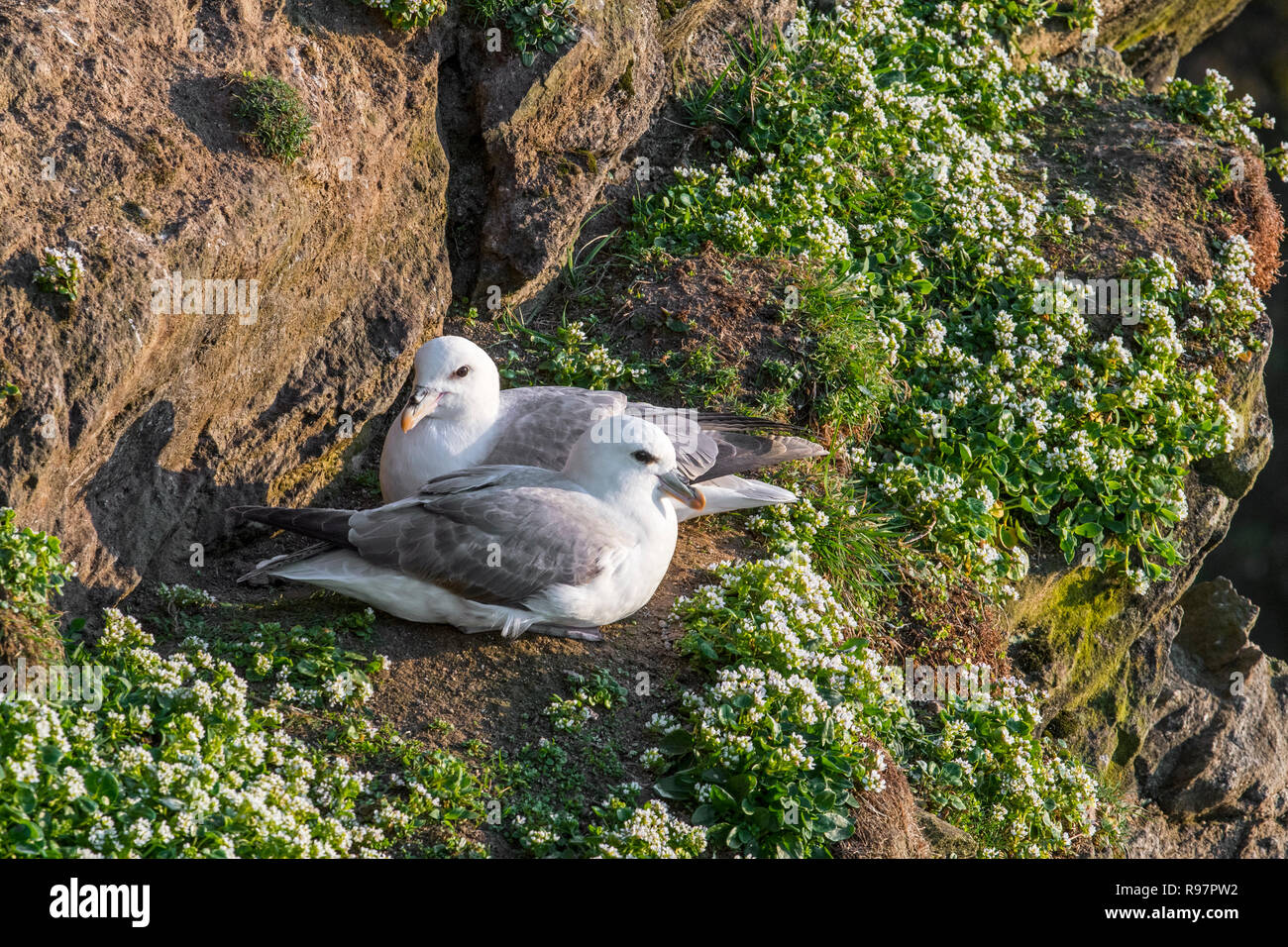 Northern fulmars / Artico fulmar coppia (Fulmarus glacialis) nidificazione sulla sporgenza di roccia in roccia a colonia di pinguini a Hermaness, Unst, Shetland, Scotland, Regno Unito Foto Stock