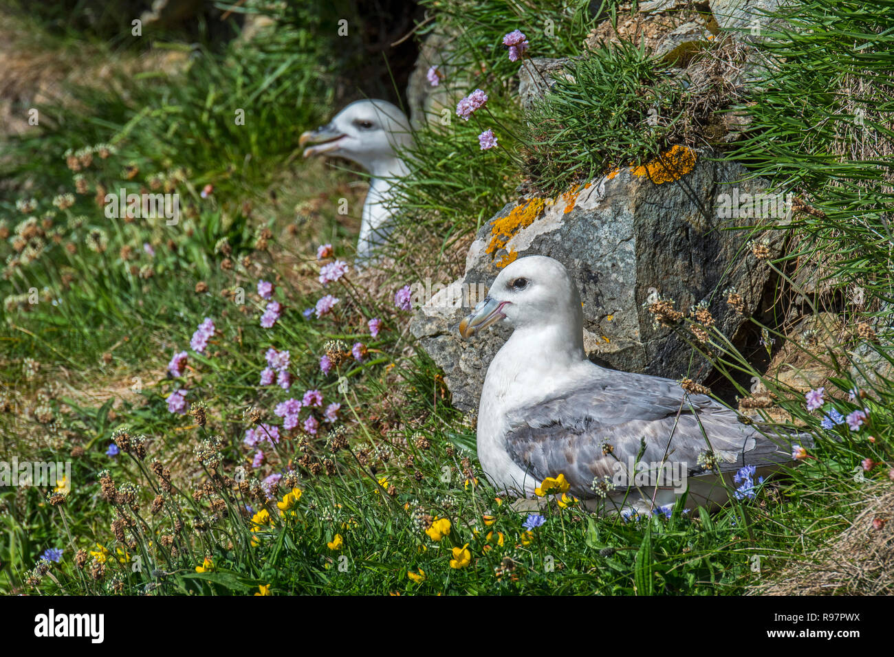 Northern fulmars / Artico fulmars (Fulmarus glacialis) nesting in scogliera sul mare a colonia di pinguini a Hermaness, Unst, Shetland, Scotland, Regno Unito Foto Stock