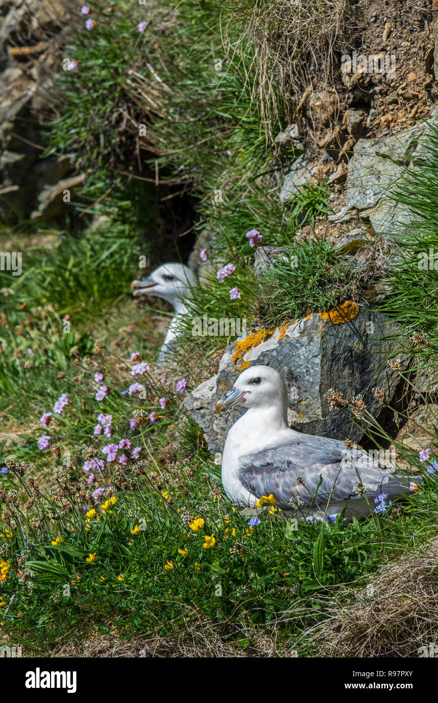 Northern fulmars / Artico fulmars (Fulmarus glacialis) nesting in scogliera sul mare a colonia di pinguini a Hermaness, Unst, Shetland, Scotland, Regno Unito Foto Stock