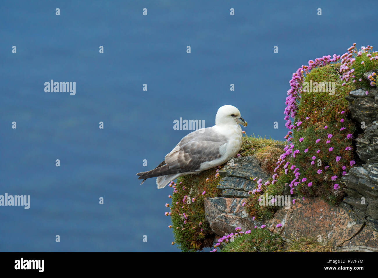 Northern fulmar / Artico fulmar (Fulmarus glacialis) di appoggio in scogliera sul mare a colonia di pinguini a Hermaness, Unst, Shetland, Scotland, Regno Unito Foto Stock