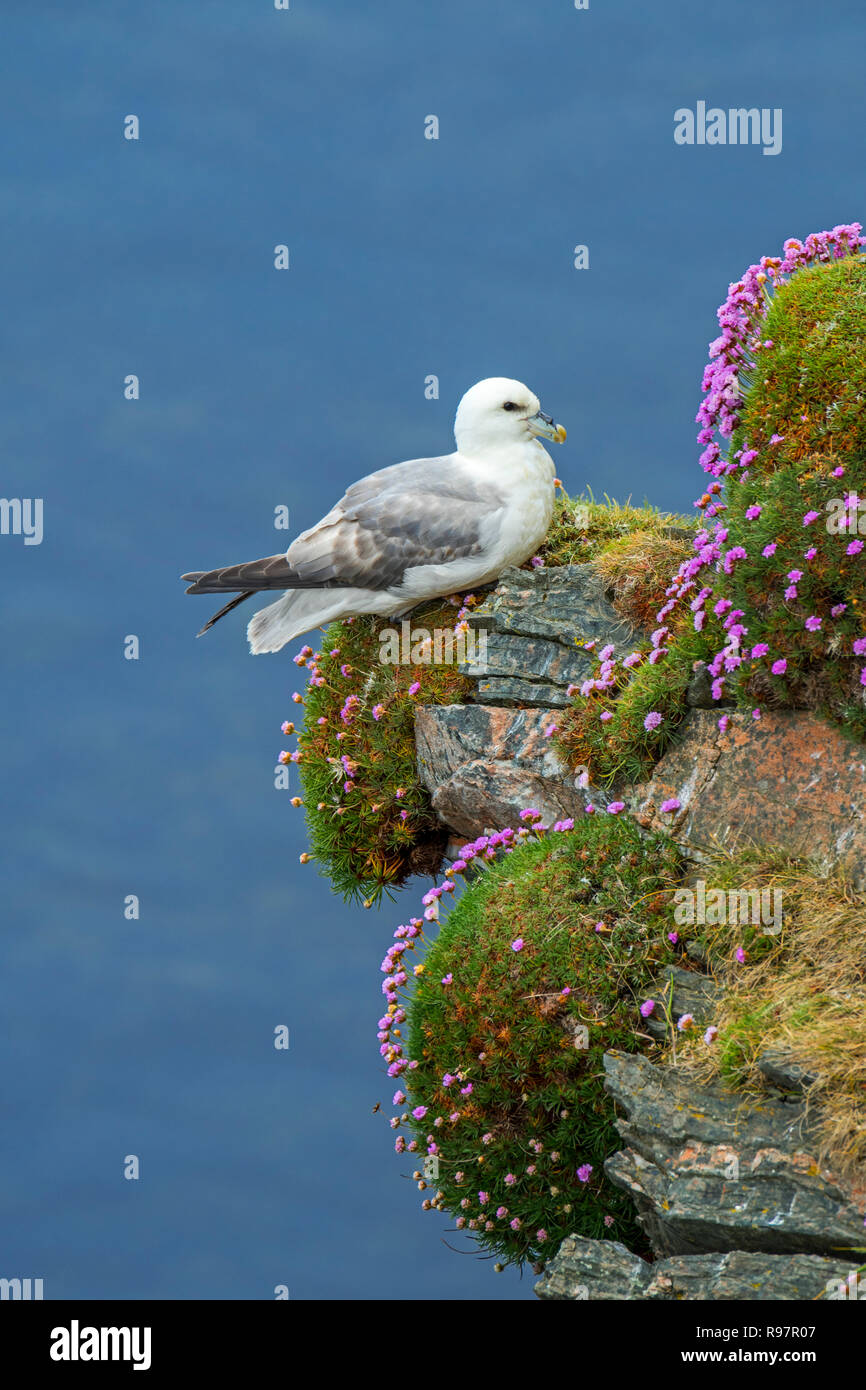 Northern fulmar / Artico fulmar (Fulmarus glacialis) di appoggio in scogliera sul mare a colonia di pinguini a Hermaness, Unst, Shetland, Scotland, Regno Unito Foto Stock