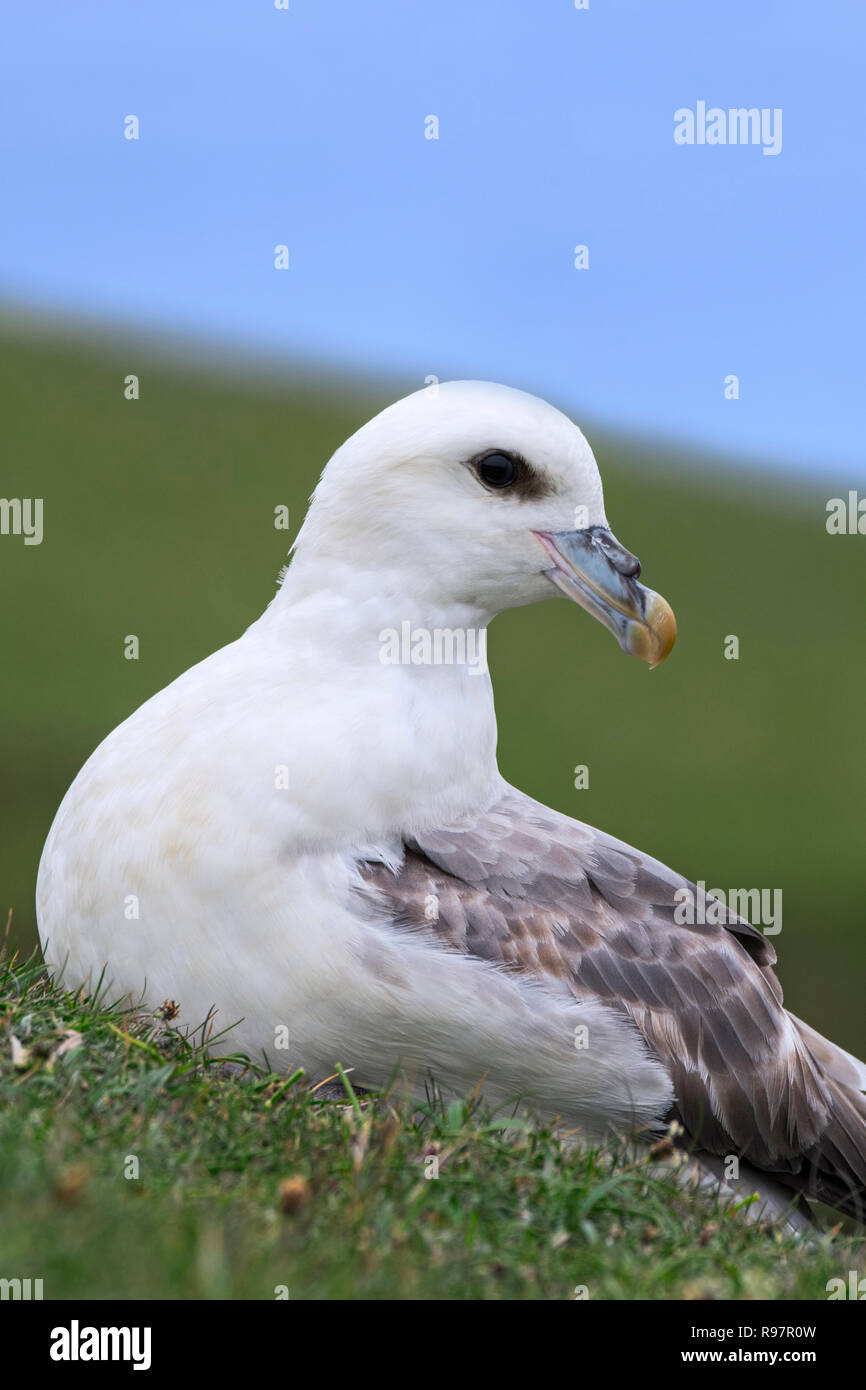 Northern fulmar / Artico fulmar (Fulmarus glacialis) in appoggio sul mare in cima alla scogliera a colonia di pinguini a Hermaness, Unst, Shetland, Scotland, Regno Unito Foto Stock