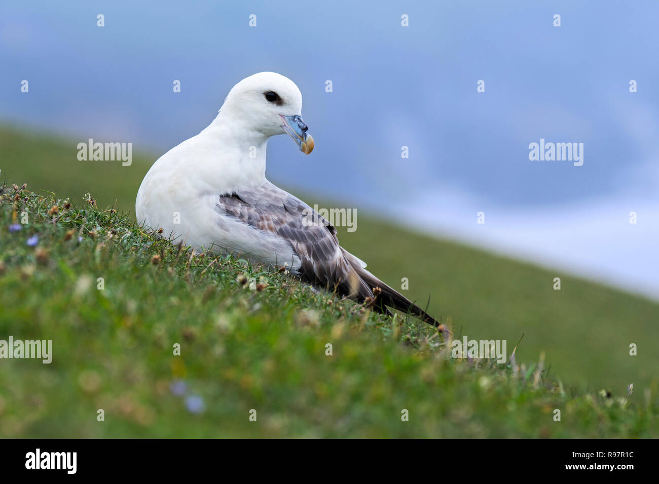 Northern fulmar / Artico fulmar (Fulmarus glacialis) in appoggio sul mare in cima alla scogliera a colonia di pinguini a Hermaness, Unst, Shetland, Scotland, Regno Unito Foto Stock