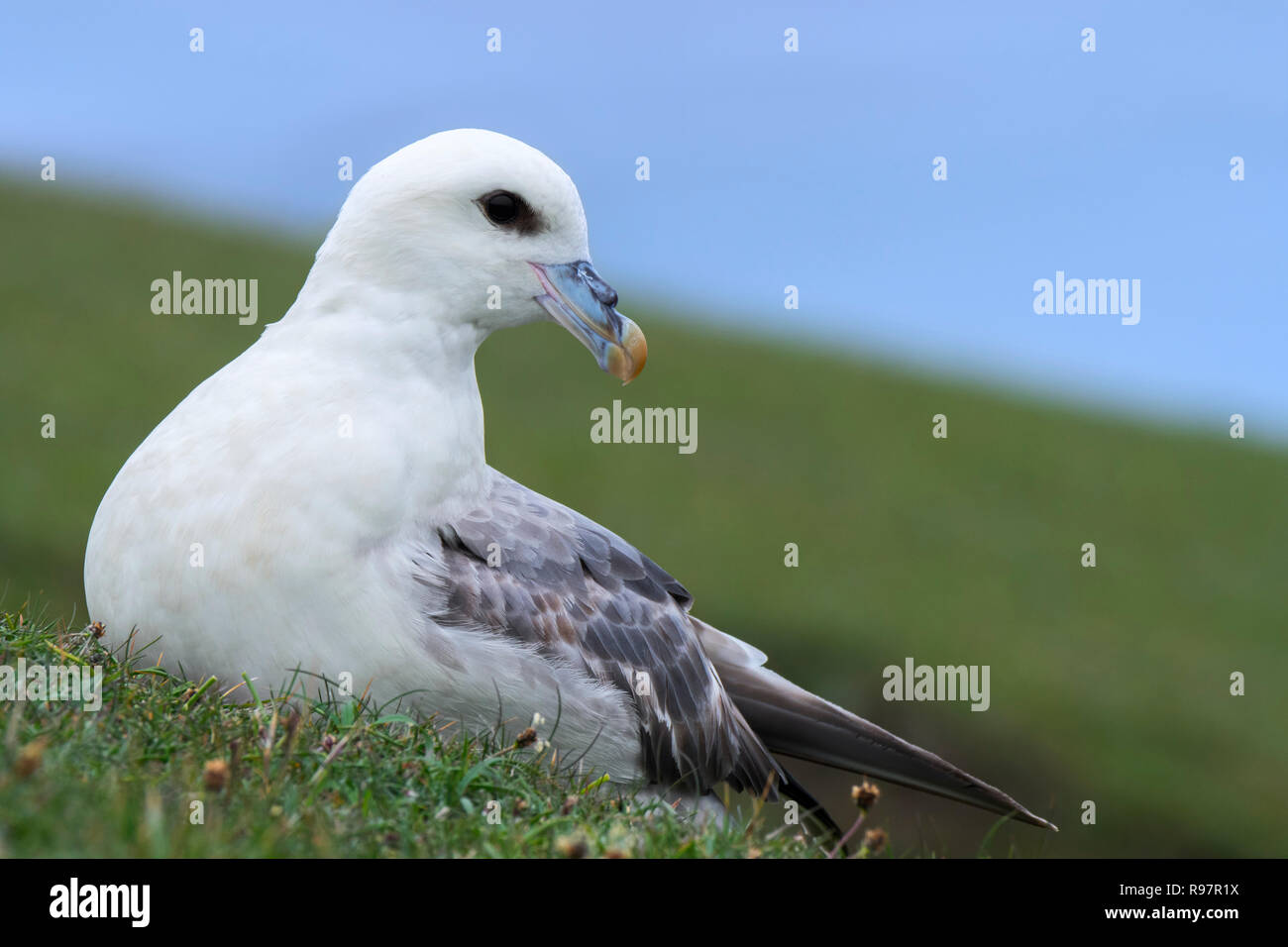 Northern fulmar / Artico fulmar (Fulmarus glacialis) in appoggio sul mare in cima alla scogliera a colonia di pinguini a Hermaness, Unst, Shetland, Scotland, Regno Unito Foto Stock