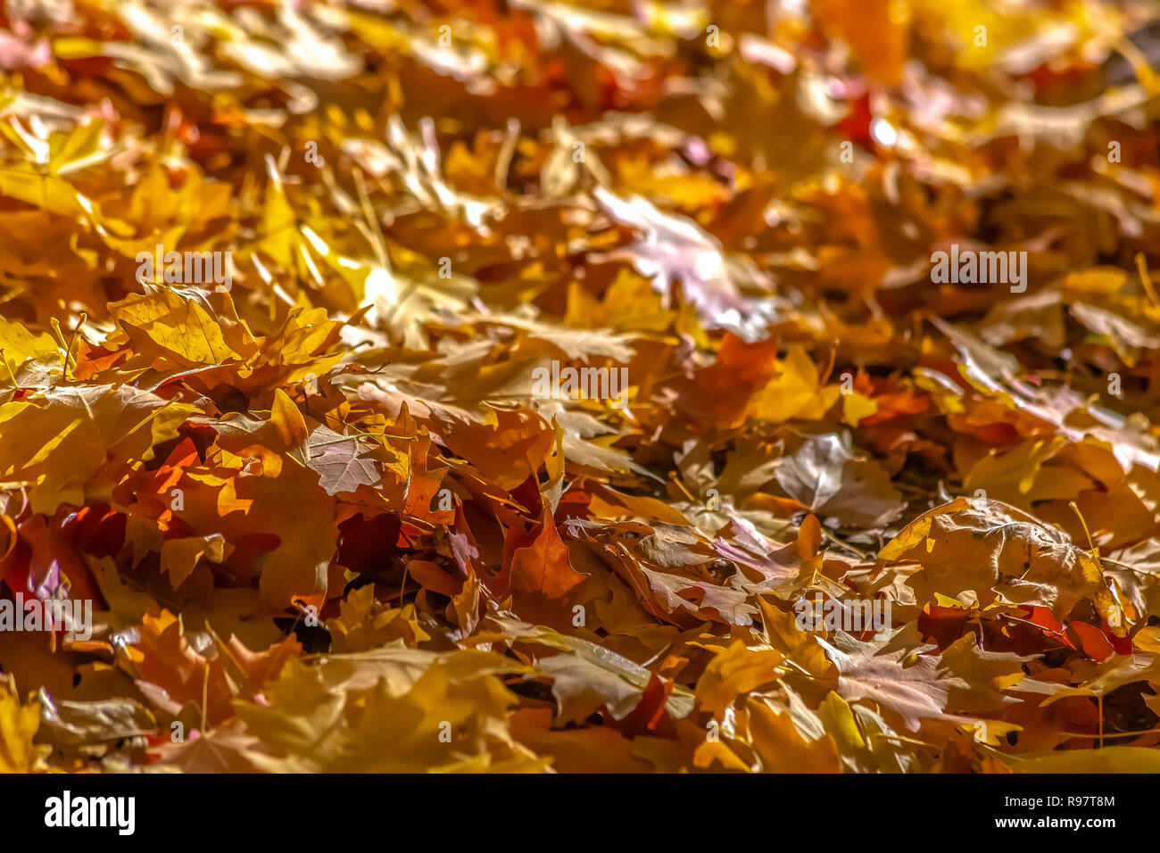 Colori d'autunno foglie illuminate dalla luce del sole Foto Stock