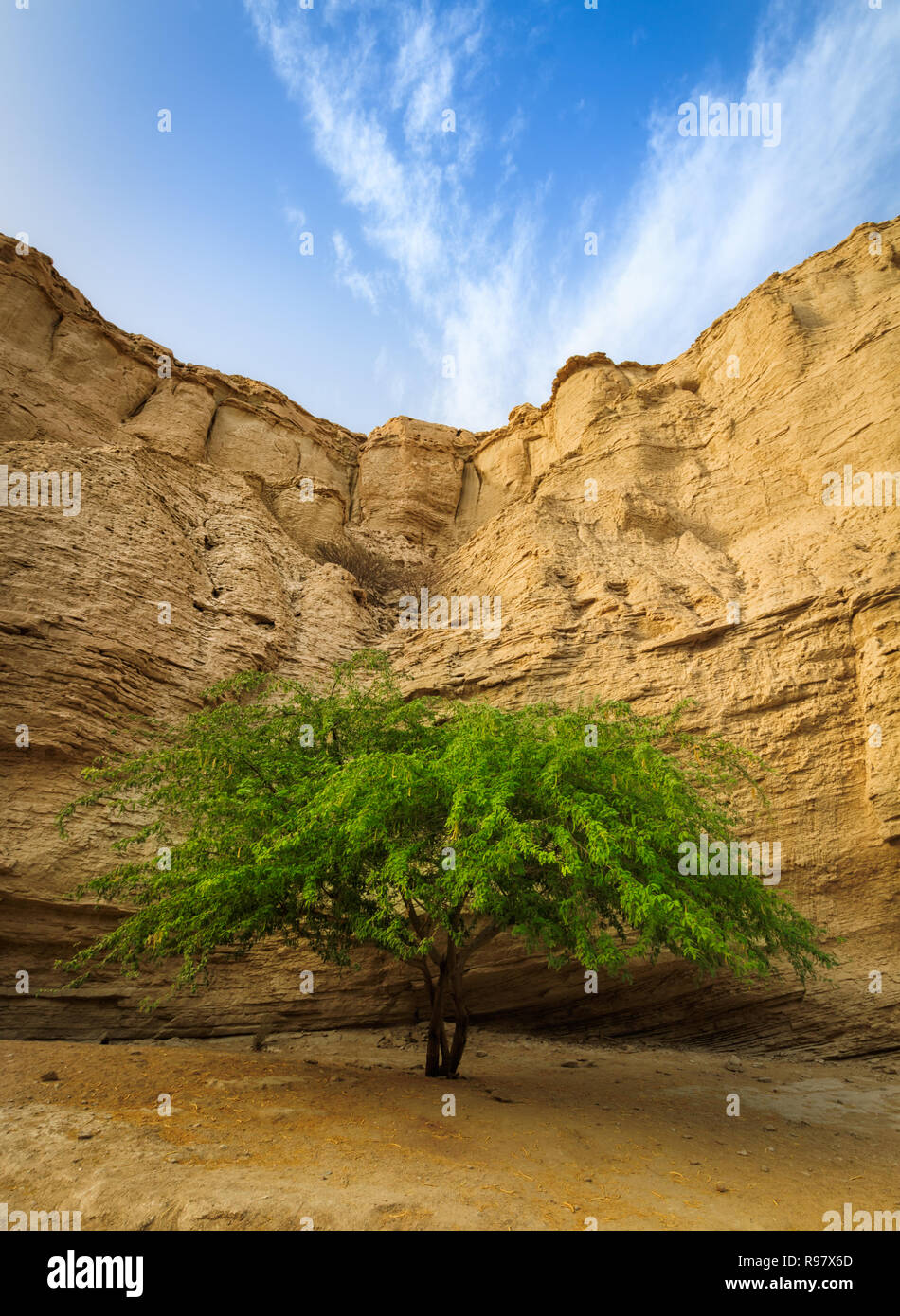 L'Iran. Isola di Qeshm,Lonely tree Foto Stock