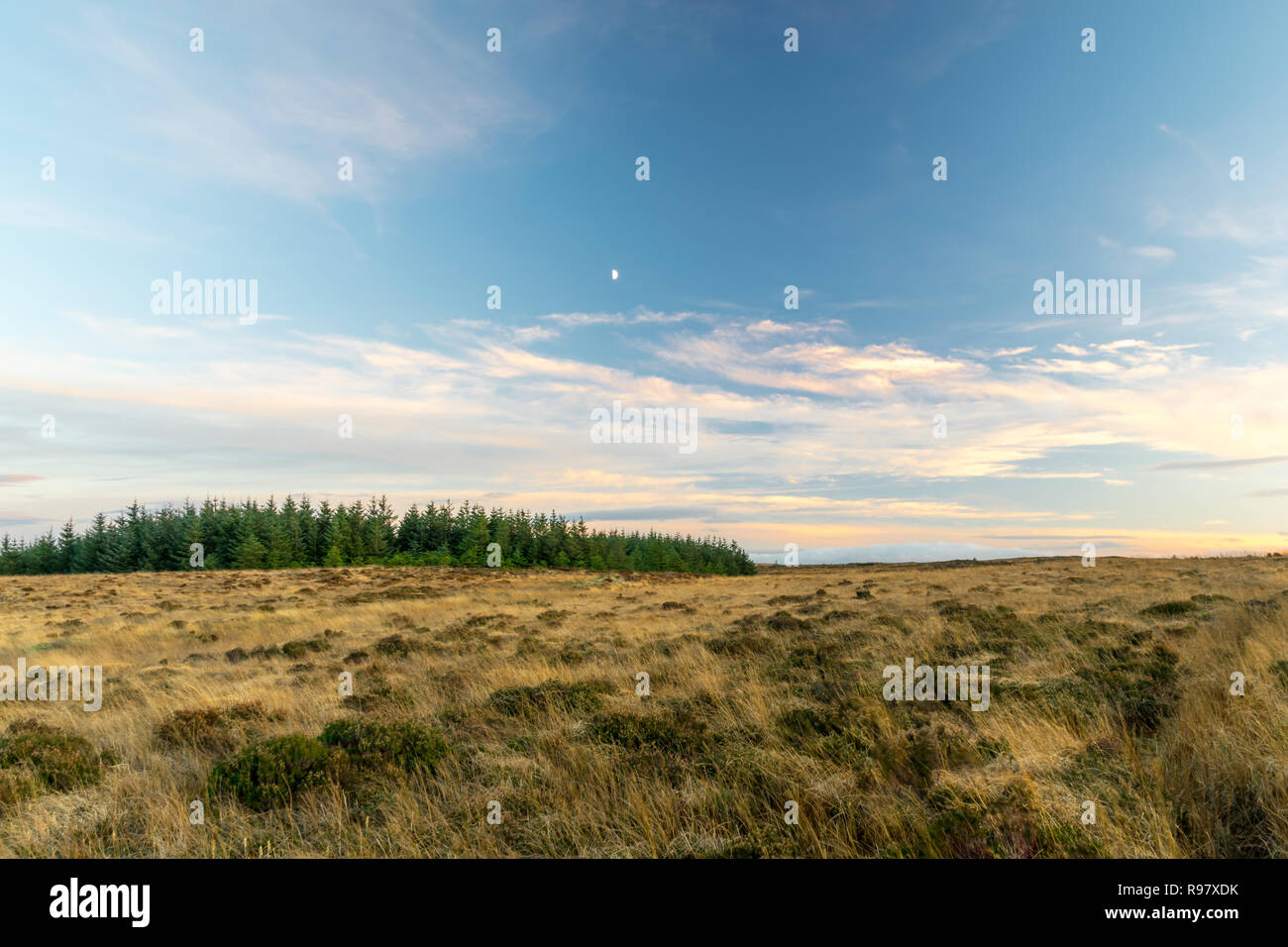 Questa è una foto di paesaggio remoto in Irlanda. Ci sono alberi di pino in la distanza e si può vedere la Luna in cielo. Foto Stock