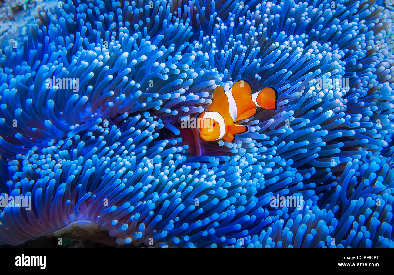 Un bellissimo e accogliente pesce pagliaccio in un suggestivo blu-viola anemone, guardando la telecamera. Foto Stock