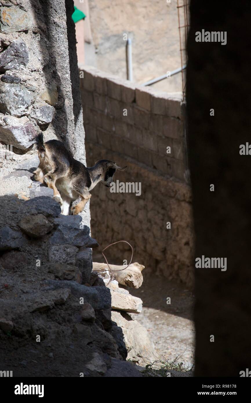 Un bambino di capra salta giù una elevata caduta di un roccioso villaggio urbano Foto Stock