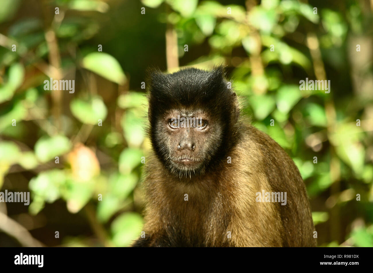 Scimmia cappuccino, Iles du Salut, Île Royale, Guiana francese Foto Stock