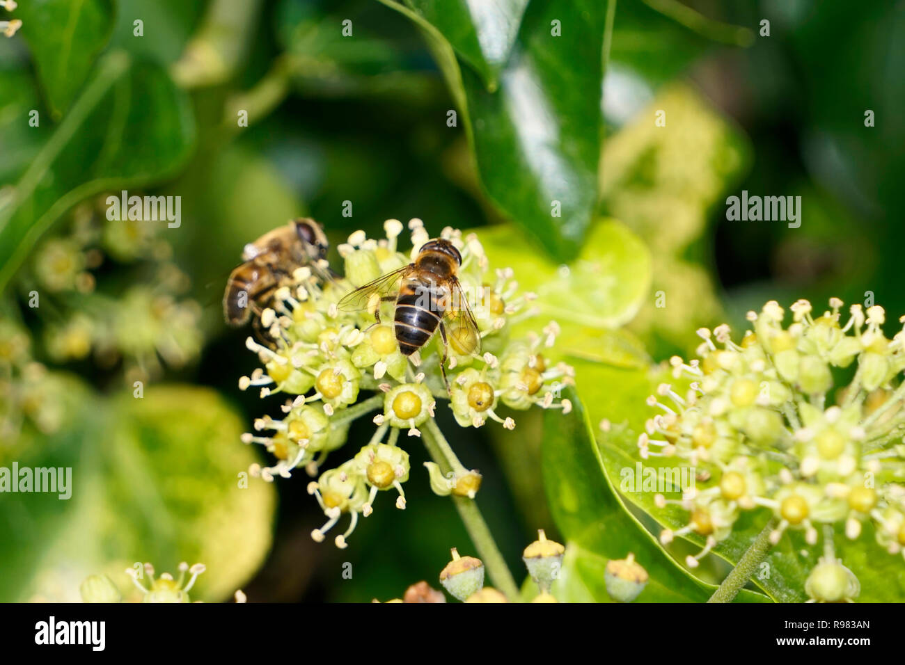Api su fiori di edera Foto Stock