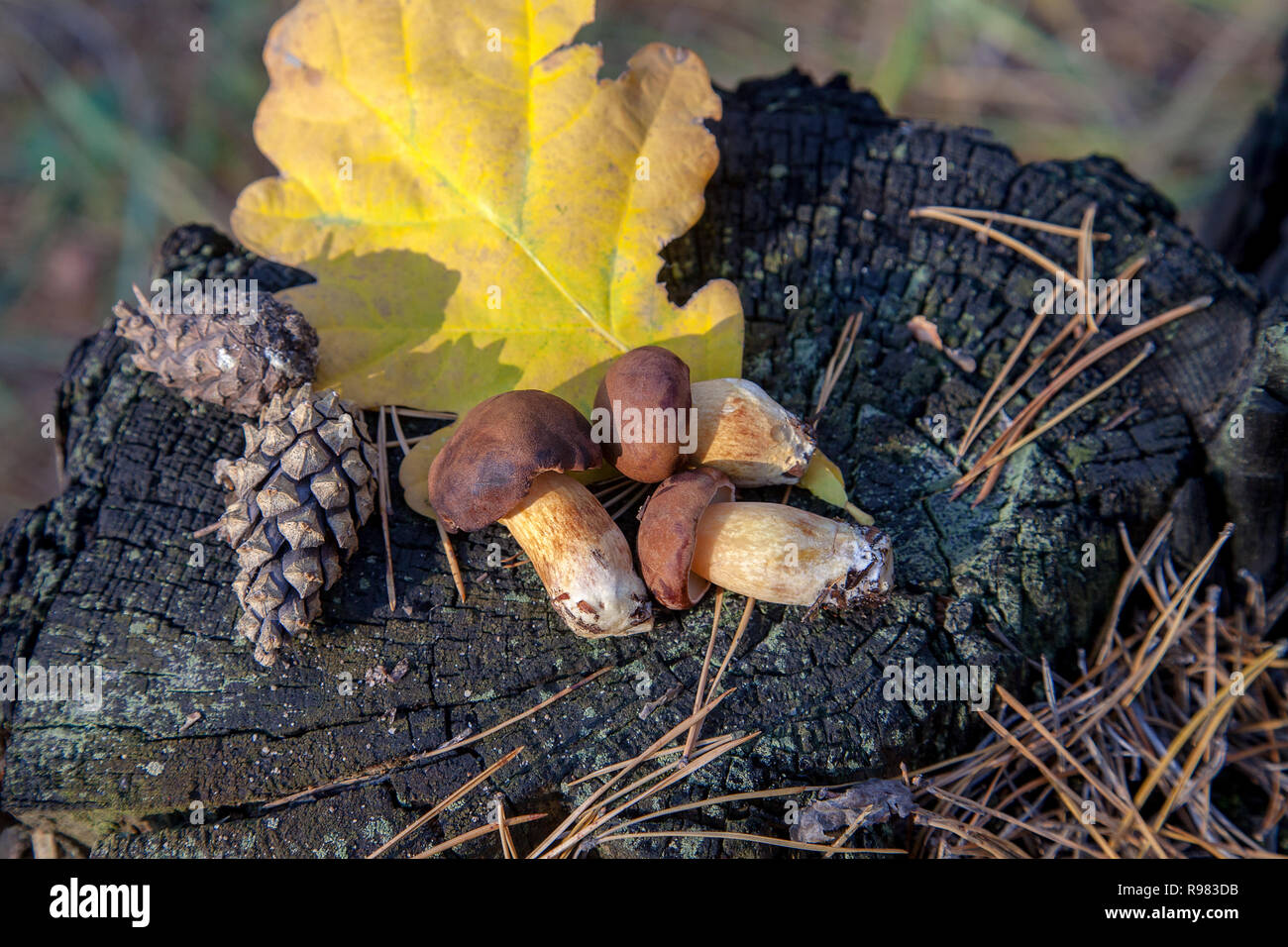 Funghi selvatici commestibili con castagne cappucci colorati sul vecchio moncone di legno in un autunno foresta di pini. Bay bolete noto come imleria badia o boletus badius poltiglia Foto Stock