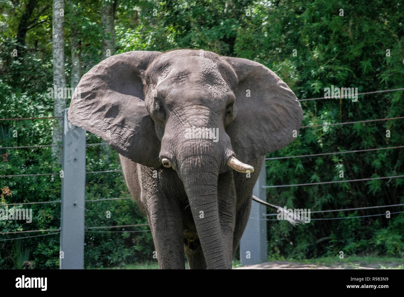 Ricarica di elefante Foto Stock