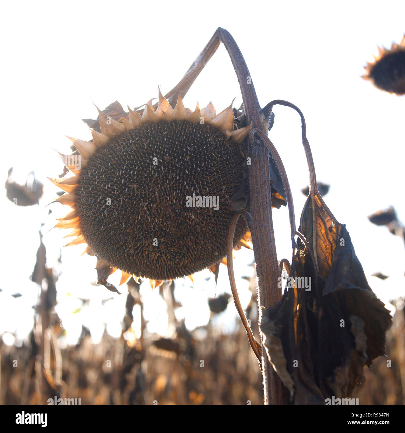 Silhouette di essiccato in alto campo di girasole, Auvergne Francia, Europa Foto Stock