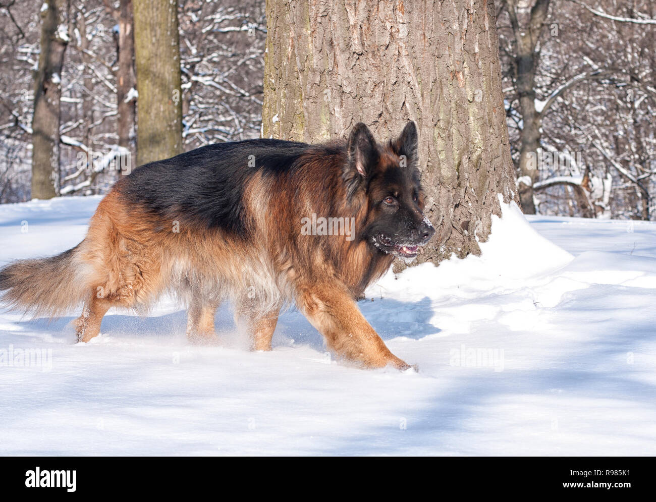 Cane pastore tedesco, il lupo in una passeggiata nella foresta di inverno in una bella giornata di sole. Bianchi e soffici la neve copre il terreno e gli alberi. Foto Stock