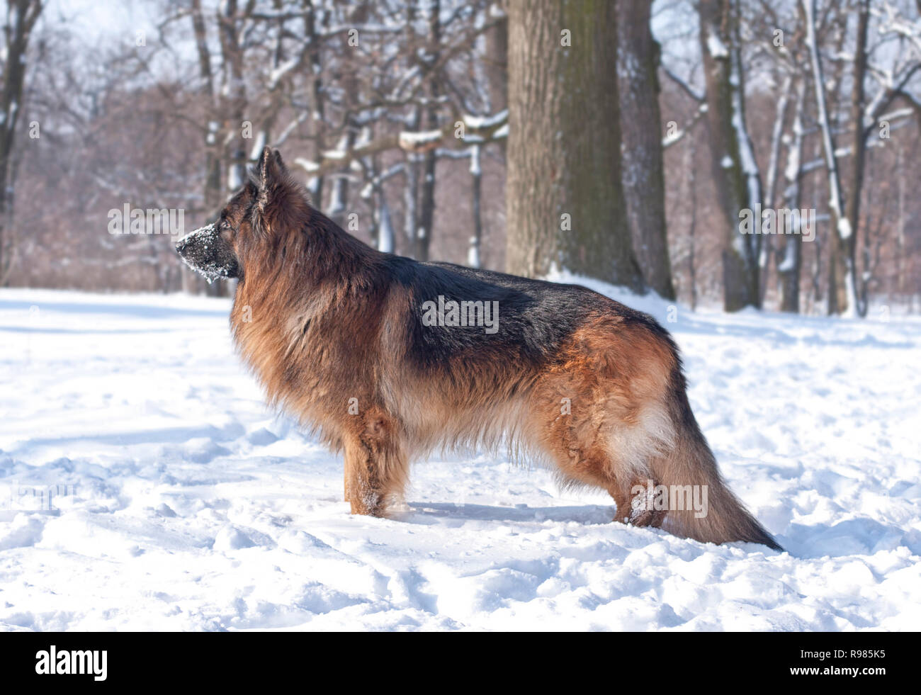 Cane pastore tedesco, il lupo in una passeggiata nella foresta di inverno in una bella giornata di sole. Bianchi e soffici la neve copre il terreno e gli alberi. Foto Stock