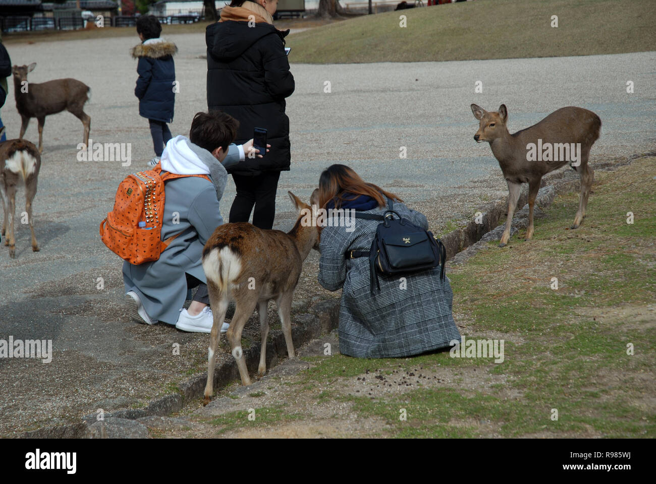 Il Parco di Nara, Nara, Giappone. Foto Stock