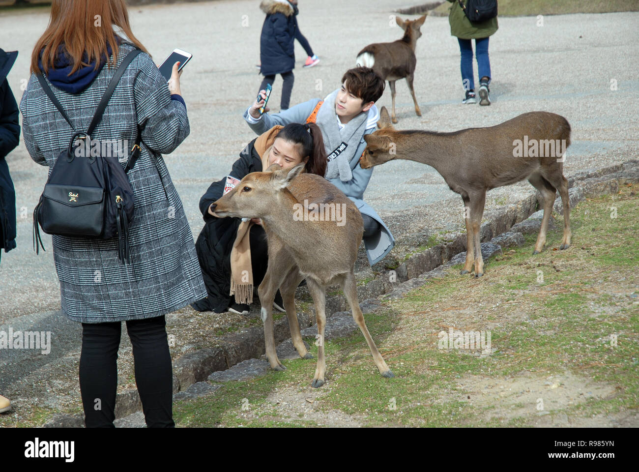 Il Parco di Nara, Nara, Giappone. Foto Stock