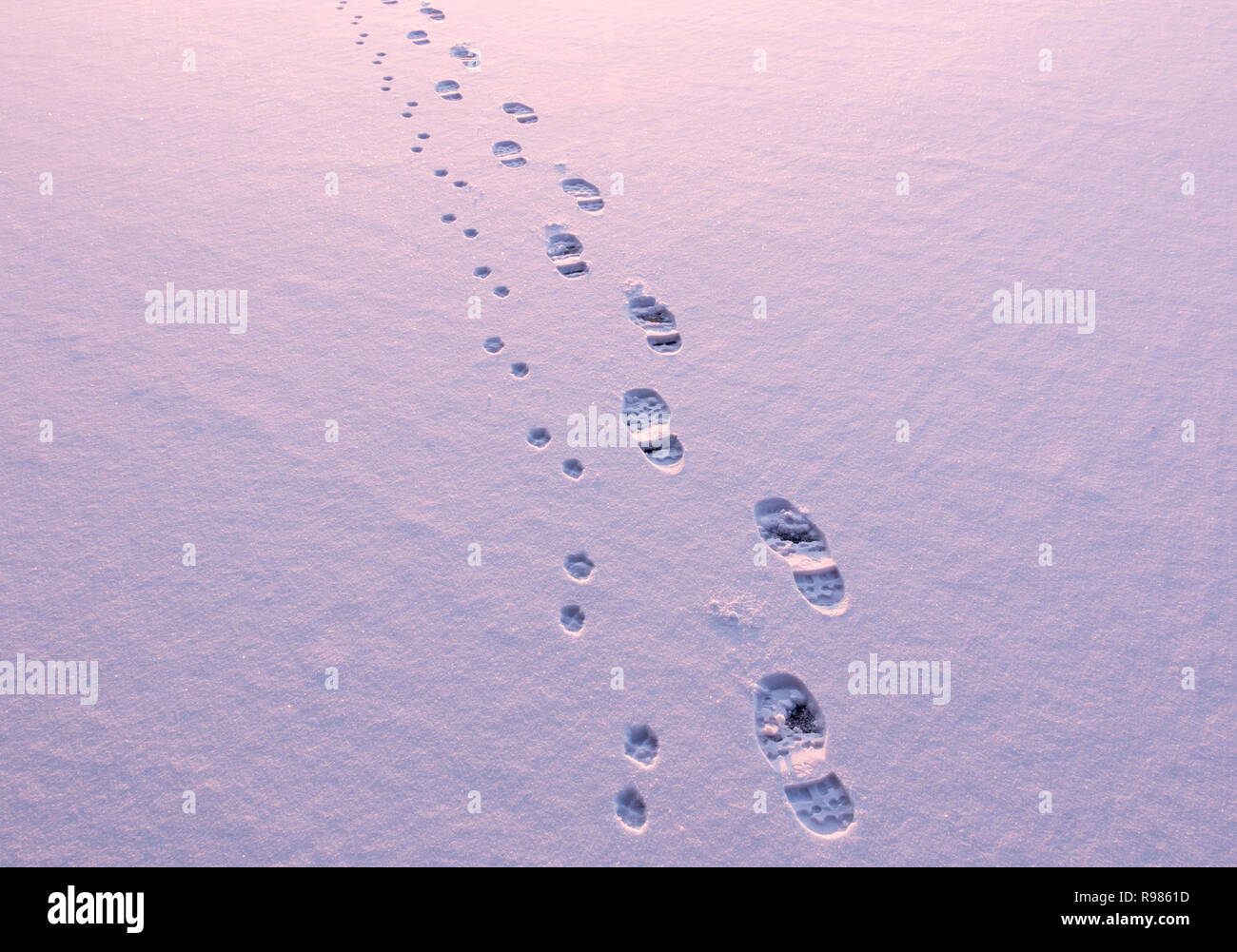 Orme di animali e via sulla neve portando alla stessa direzione Foto Stock