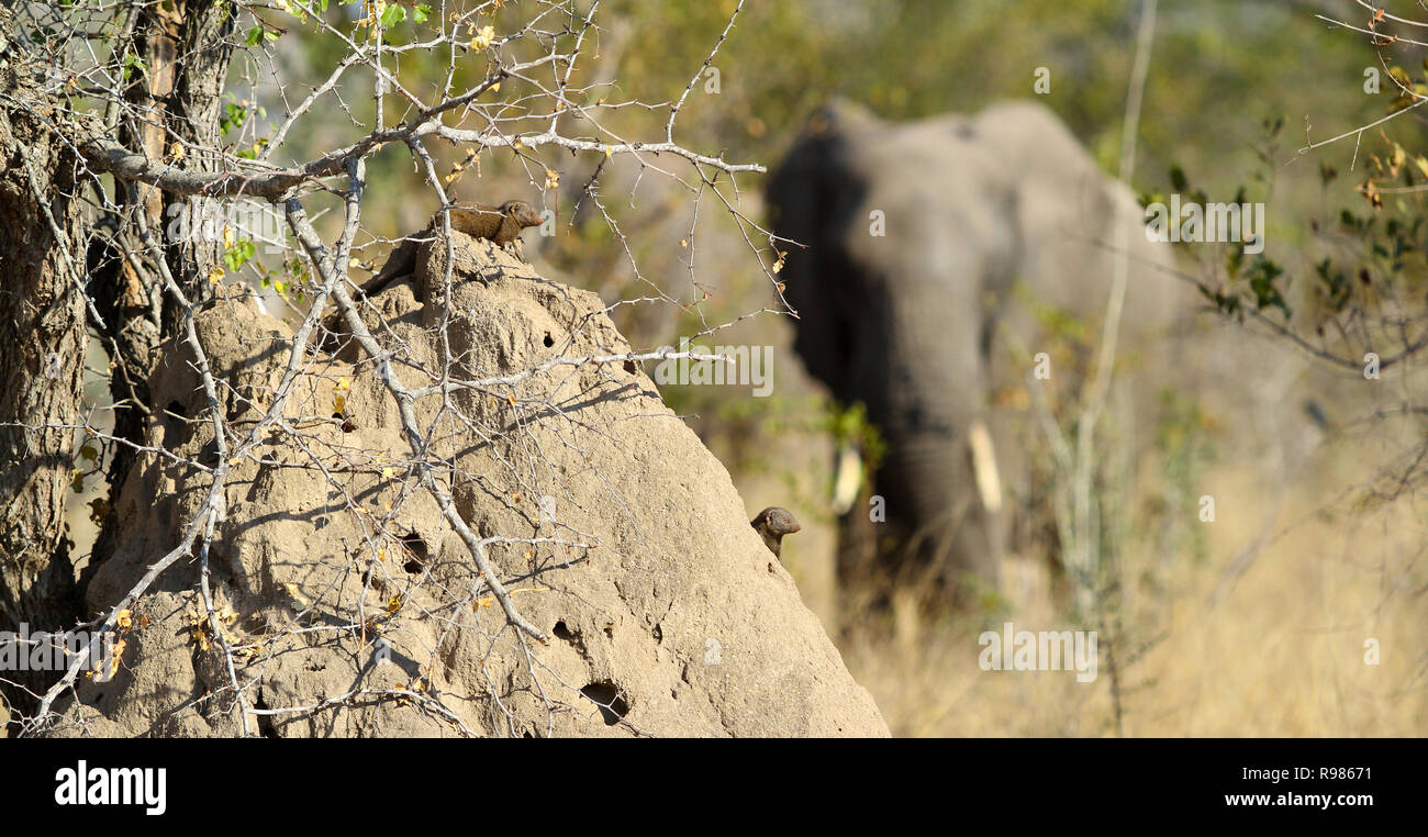 Elefante africano dietro un tumulo termite di Safari in un sudafricano game reserve Foto Stock