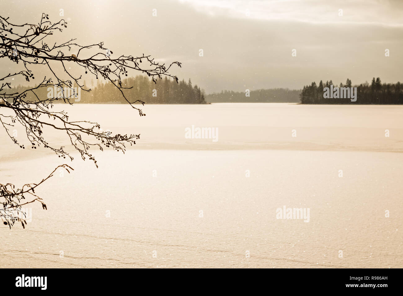 Deboli nevicate in un lago ghiacciato dietro i rami di ontano nero a congelato lago nordico. Foto Stock