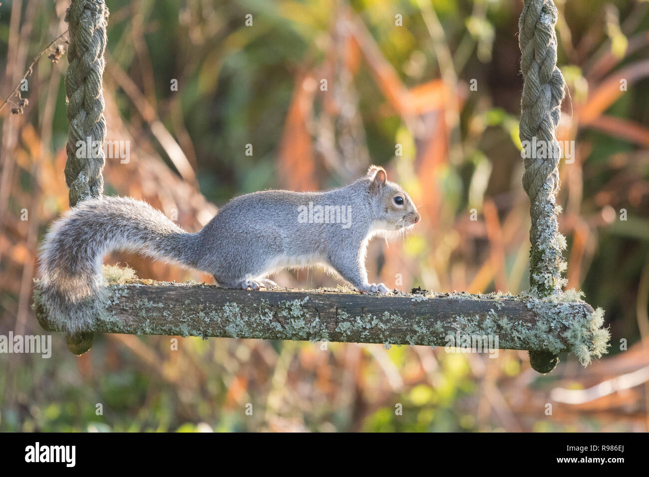 Scoiattolo grigio - Sciurus carolinensis - su un lichene swing coperto in un giardino scozzese - Scozia, Regno Unito Foto Stock